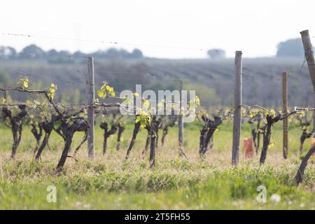 Vigne Raisin Cognac Stock Photo