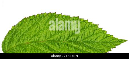 Fragment of a green leaf with drops of water. Isolated on white. Macro photography Stock Photo