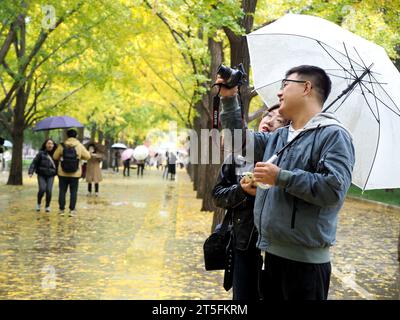 BEIJING, CHINA - NOVEMBER 5, 2023 - Visitors enjoy ginkgo biloba leaves in full bloom in the rain at Ditan Park in Beijing, capital of China, Nov 5, 2 Stock Photo