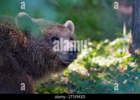 Eurasian Brown Bear in the woods Stock Photo
