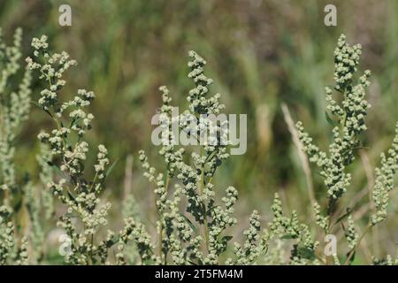 Flowering Chenopodium album (lamb's quarters, melde, goosefoot, wild spinach, fat-hen, white goosefoot). Family Amaranthaceae. Late summer, September, Stock Photo