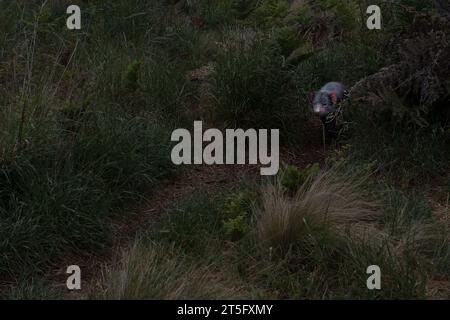 Tasmanian Devils at the Aussie Ark animal sanctuary. Aussie Ark is located in Tomalla, New South Wales, Australia Stock Photo