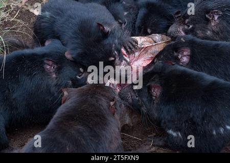 Tasmanian Devils at the Aussie Ark animal sanctuary. Aussie Ark is located in Tomalla, New South Wales, Australia Stock Photo