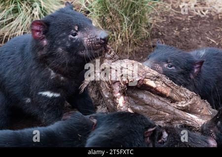 Tasmanian Devils at the Aussie Ark animal sanctuary. Aussie Ark is located in Tomalla, New South Wales, Australia Stock Photo