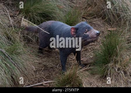 Tasmanian Devils at the Aussie Ark animal sanctuary. Aussie Ark is located in Tomalla, New South Wales, Australia Stock Photo