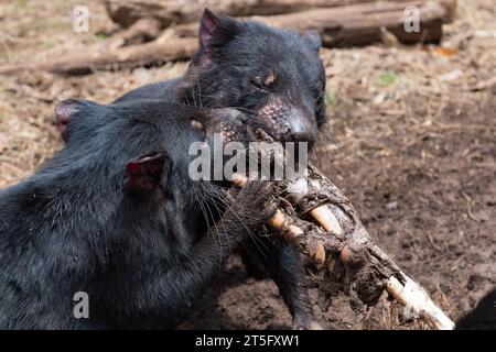 Tasmanian Devils at the Aussie Ark animal sanctuary. Aussie Ark is located in Tomalla, New South Wales, Australia Stock Photo