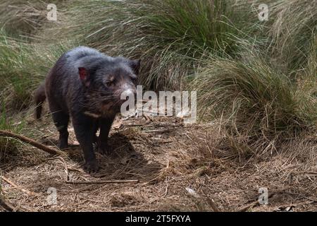 Tasmanian Devils at the Aussie Ark animal sanctuary. Aussie Ark is located in Tomalla, New South Wales, Australia Stock Photo