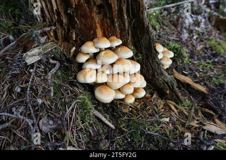 Sulphur tuft mushroom in the forest Stock Photo