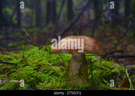 Larch bolete fungi Suillus grevillei. Stock Photo