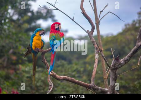 Two wild macaws in the Amazon in Ecuador Stock Photo