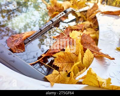 Fallen wet yellow leaves on glass and hood of car after heavy rain, high angle view Stock Photo