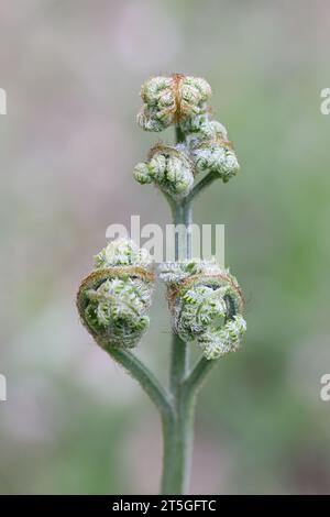 Pteridium aquilinum, commonly called bracken, brake or common bracken, new shoots of a fern Stock Photo