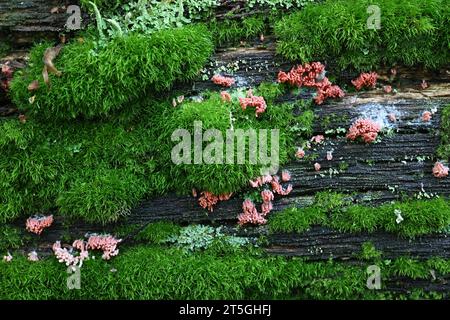 Arcyria major, also called Arcyria insignis var. major, a candy slime mold from Finland, no common English name Stock Photo