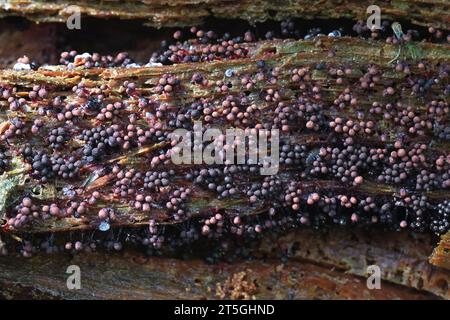 Cribraria purpurea, purple slime mold from Finland, no common English name Stock Photo