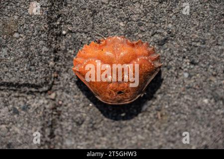 Empty red crab shell on stone floor Stock Photo