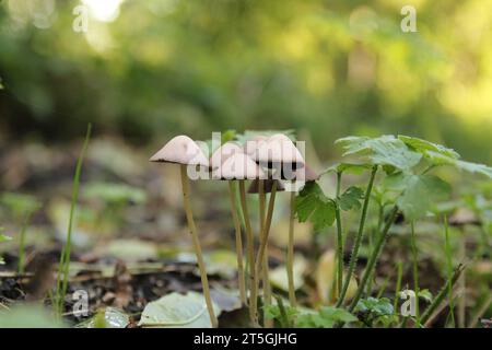 funny little mushrooms with tiny stems close-up in a forest in autumn Stock Photo