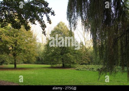 a big beech and an oak at a green meadow in a forest in autumn and the branches of a weeping willow in front Stock Photo