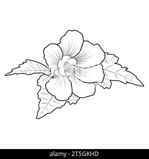 Hardy hibiscus syriacus outline, botanical vector illustration. Perennial hibiscus flower coloring book page. Stock Vector