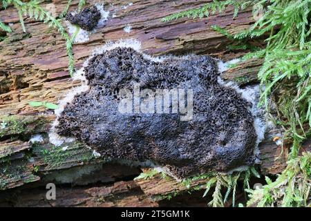 Siphoptychium violaceum, a slime mold from Finland, no common English name Stock Photo