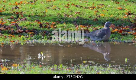 Moira, County Down, Northern Ireland, UK.  05th Nov 2023. UK weather - a bright clear start to an autumn Sunday morning. A wood pigeon in a pool of water, a pocket of flood water from all the heavy rain earlier in the week across county down. Credit: CAZIMB/Alamy Live News. Stock Photo