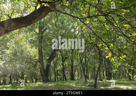 Walnut trees in a walnut forest with fence in Arslanbob in Kyrgyzstan. Stock Photo