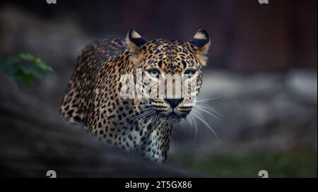 North China leopard Panthera pardus japonensis black backround Zoo, the best photo. Stock Photo