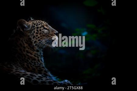 A leopard sits in a dark forest and watches the moon, the best photo. Stock Photo