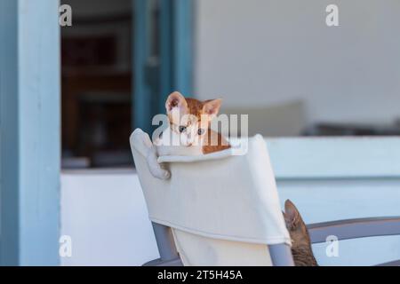 Wild street cats with kittens in front of the house. Stock Photo
