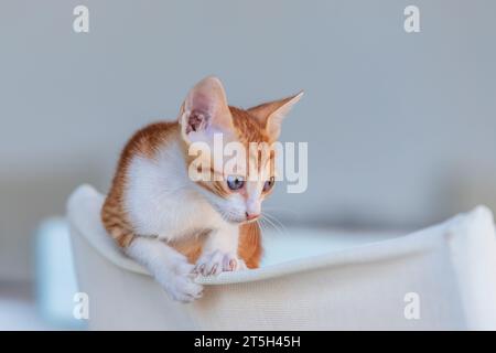 Wild street cats with kittens in front of the house. Stock Photo