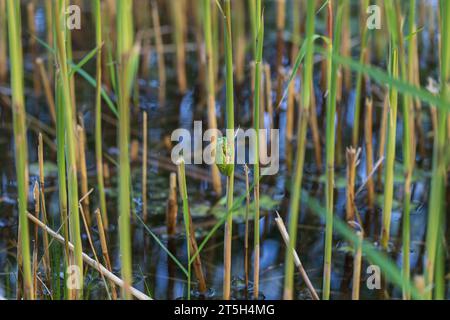 Tree frog - Hyla arborea - green frog sitting huddled on a blade of dry grass. Photo has nice bokeh. Stock Photo