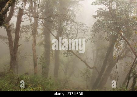 Dream like Laligurans rain forest in Nepal. Stock Photo
