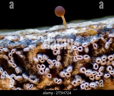 Plasmodium and sporangia of the slime mold Trichia sp. Growing from wood of Acer sp. collected from Hidra, south-western Norway. Fruiting bodies from Stock Photo
