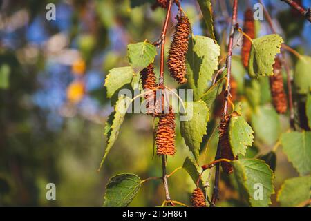 Beautiful multi-colored autumn leaves of trees. Autumn nature in different color shades.. Stock Photo