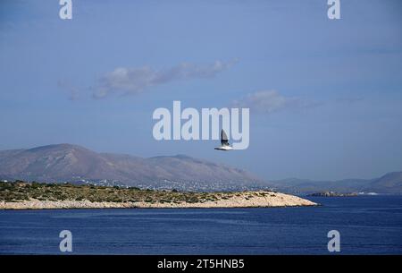 Seagull flying over the blue sea, near the coast of Kavouri, Vouliagmeni, Attica, Greece Stock Photo