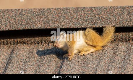 Smith's bush squirrel (Paraxerus cepapi) Stock Photo