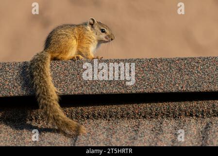 Smith's bush squirrel (Paraxerus cepapi) Stock Photo