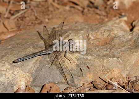Dragonfly Sympetrum corruptum perched on rock in the Sierra de Mariola natural park, Bocairent, Spain Stock Photo