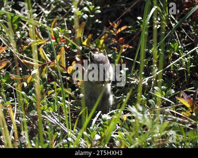 eating chipmunk Stock Photo