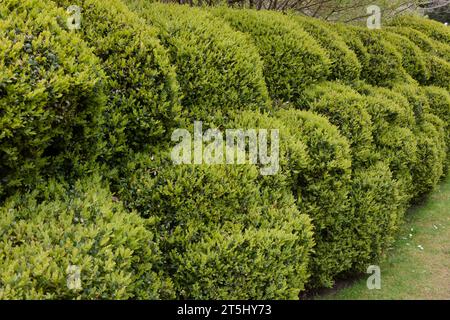 A large cloud-pruned box hedge (Buxus sempervirens) in Arundel Castle Gardens, Arundel, West Sussex, UK Stock Photo