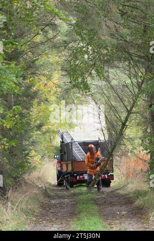 A Tree Surgeon Using a Chainsaw to Remove a Tree Damaged in a Storm from a Track in the Aberdeenshire Countryside Stock Photo