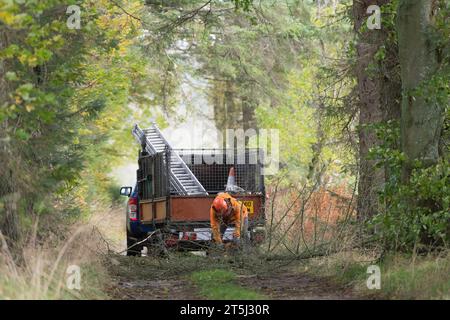 A Tree Surgeon Clearing a Felled Tree from a Tree-Lined Track in Aberdeenshire After Storm Babet in October 2023 Stock Photo