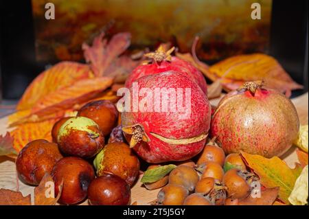 Fresh ripe organic medlar fruit, pomegranate and jujube among autumn leaves. Stock Photo