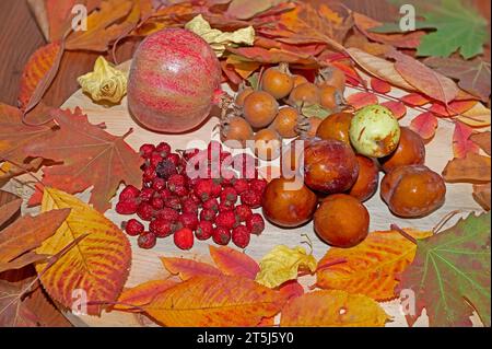 Fresh ripe organic medlar fruit, rose hips and pomegranate on wood and among autumn leaves. Stock Photo