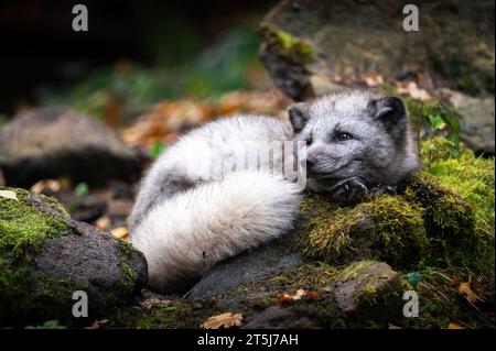 Arctic fox (Vulpes lagopus), also known as the white fox, polar fox, or snow fox, is a small fox that belongs to the family of Canidae. Stock Photo