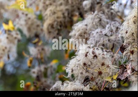 Detail of a wild Clematis plant (Clematis vitalba) on an autumn morning Stock Photo