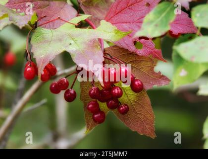 Red Highbush Cranberry (Viburnum trilobum) berries in the autumn in the Chippewa National Forest, northern Minnesota USA Stock Photo