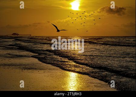 As the slumbering coastal town begins to awaken in the early morning, seagulls soar above Galveston Beach. Stock Photo