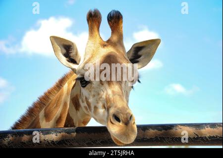 The head of a giraffe leans elegantly out from its cage, showing an air of innocent curiosity. Stock Photo