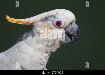 A side profile portrait of a citron crested cockatoo, Cacatua sulphurea citrinocristata. It shows mainly the head with the yellow crest and the beak Stock Photo
