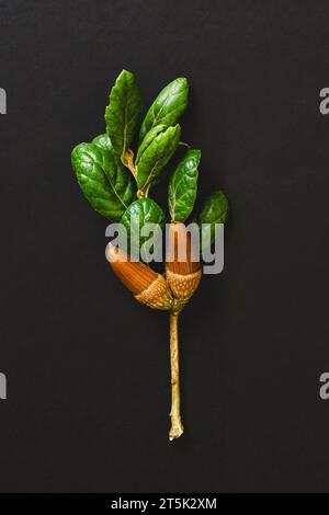 Coast live oak branch with acorns and green leaves, close-up isolated on black background, copy space Stock Photo